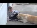 Perro labrador cuidando a un niño con síndrome de Down   YouTube